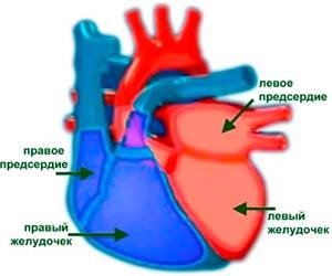 Rendelet szívritmus -, hogy az emberi szív