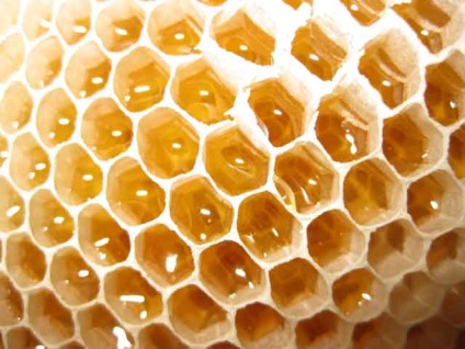 Úgy határozott, hogyan kell tárolni a méz a fésű otthon