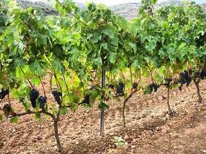 La Rioja - Spanyolország régiói - a Spanyolország (spanyol régió) La Rioja - Spanyolország régiói - a Spanyolország