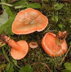 Gomba - hasznos tulajdonságok és előnyök és ellenjavallatok kár (károk) Gomba - hasznos tulajdonságok és előnyök, kár és ellenjavallatok