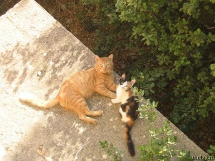 Roman képregény macskákkal (20 fotó) - Futunk!