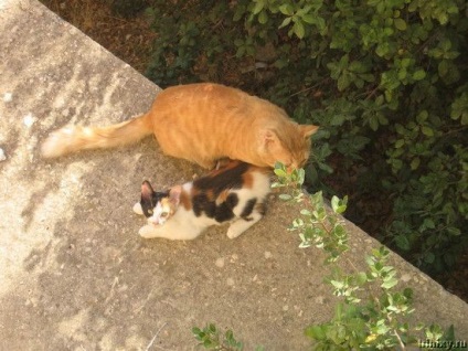 Roman képregény macskákkal (20 fotó) - Futunk!