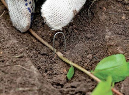 Kertészet áfonya szaporítás dugványozással és rétegződés, ültetés és gondozás