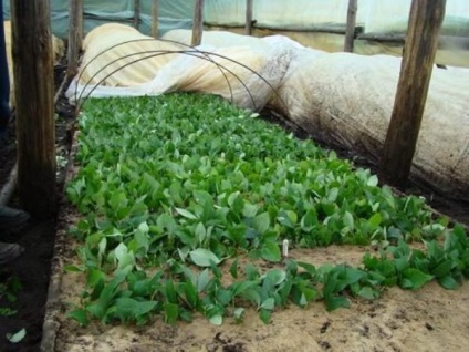 Kertészet áfonya szaporítás dugványozással és rétegződés, ültetés és gondozás