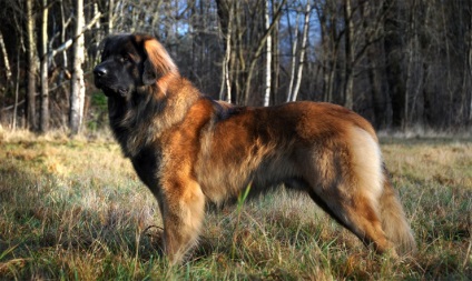 A legnagyobb kutyafajták a világon