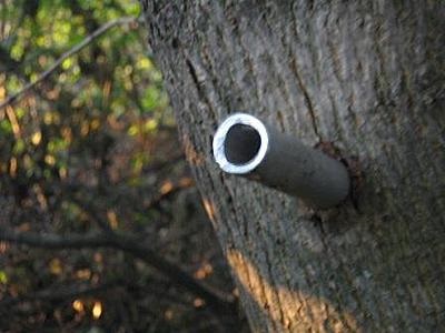 Rögtönzött csapda egy fa gyors design - egy népszerű fegyver (akkor mindig jön térni) Rögtönzött csapda egy fa gyors design - egy népszerű fegyver