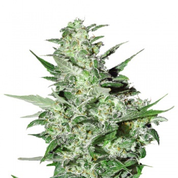 Seed-jah - online áruház cannabis mag
