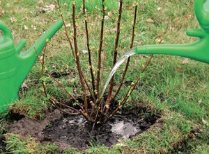 A titkok növekvő japán spirea, a szakértők tanácsot (ápolási Spiraea japonica) A titkok növekvő japán gyöngyvessző, tippeket a szakértők