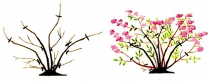 A titkok növekvő japán spirea, a szakértők tanácsot (ápolási Spiraea japonica) A titkok növekvő japán gyöngyvessző, tippeket a szakértők