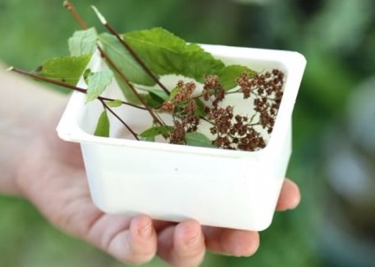 A titkok növekvő japán spirea, a szakértők tanácsot (spirea) A titkok növekvő japán gyöngyvessző, tippeket a szakértők