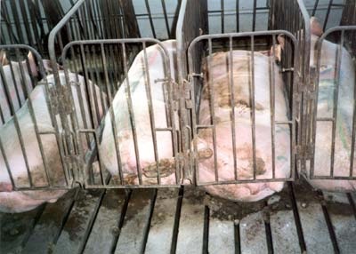 Agribusiness állati takarmányok előállításához (takarmány előállításához pelletált takarmányba gyártástechnológia takarmány) Agribusiness állati takarmány