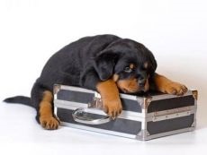 Rottweiler kiskutyák (Rottweiler) Rottweiler kölykök