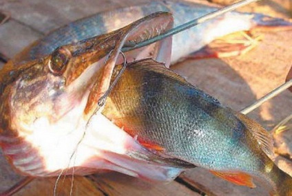 Pike a donk - elkapni egy döglött hal és élő csali