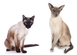 Sziámi és orientális macska fajták leírása csoport