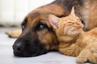Hány valóban emlékeznek a kutyák és a macskák