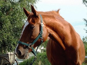 Mennyibe kerül a ló az ár alakul ki, és milyen tényezők befolyásolják az árat a ló
