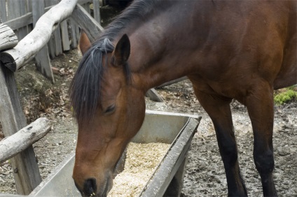 Mennyibe kerül a ló Magyarországon rubel, a lovak