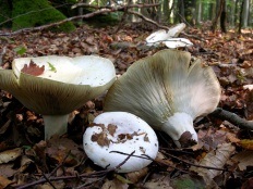 Lactifluus vellereus (Lactarius vellereus)