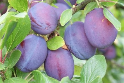 Plum leírása népszerű fajta szilva (szilva) Plum leírása népszerű fajta szilva