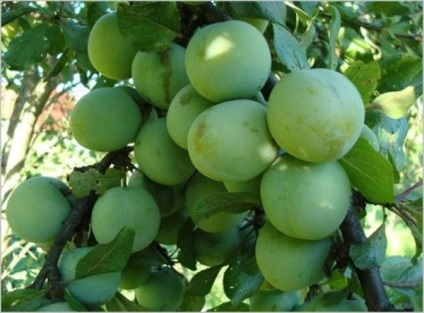 Plum leírása népszerű fajta szilva (szilva) Plum leírása népszerű fajta szilva
