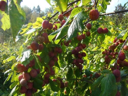 Plum leírása népszerű fajta szilva (szilva) Plum leírása népszerű fajta szilva