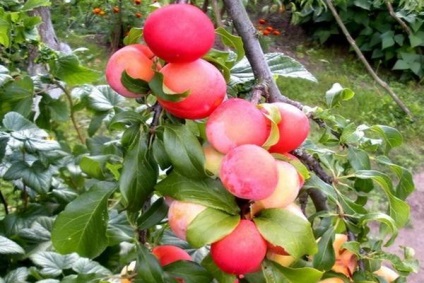 Plum leírása népszerű fajta szilva (szilva) Plum leírása népszerű fajta szilva