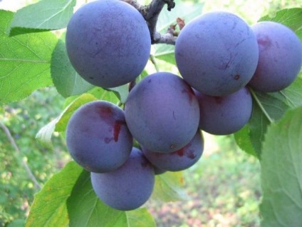 Plum leírása népszerű fajta szilva (szilva) Plum leírása népszerű fajta szilva