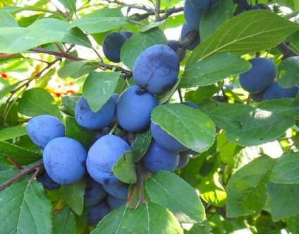 Plum leírása népszerű fajta szilva (szilva) Plum leírása népszerű fajta szilva