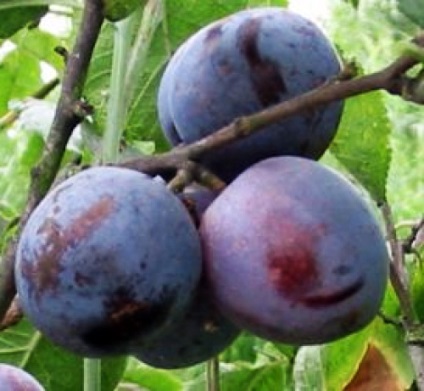 Plum fajták, ültetés, termesztés, gondozás