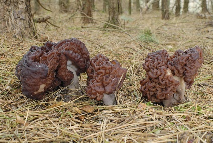 Kucsmagomba és vonalak - az elsőszülött a tavasz