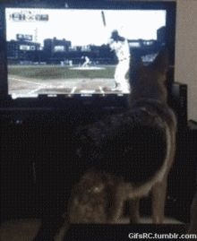 A kutyák tévézni