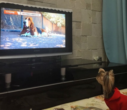A kutyák tévézni
