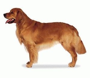 Dog Golden Retriever megfelelő ellátást a kutya fajta golden retriever és a kölykök (ellátás) Dog Golden Retriever megfelelő ellátást a kutyafajta golden retriever és a kölykök