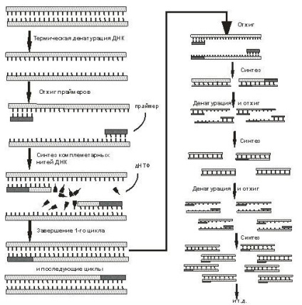 Jelenlegi laboratóriumi módszerek diagnosztizálására herpeszes fertőzések (herpesz diagnózis) Modern módszerek laboratóriumi diagnosztika herpes fertőzések