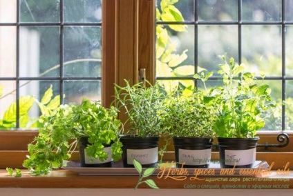 Fűszerek az ablakpárkányon - Titkok és tanácsok tapasztalt kertészek