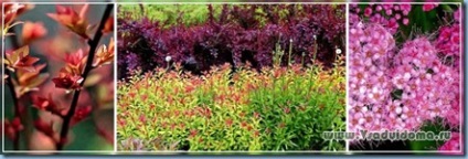 Spiraea japonica - fotók, fajták, ellátás és a tenyésztés, a helyszínen a kertben, ház és a szobanövények