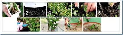 Spiraea japonica - fotók, fajták, ellátás és a tenyésztés, a helyszínen a kertben, ház és a szobanövények