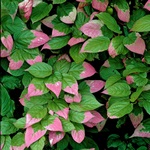 Spiraea japonica leszállás szabályok és gondozás (Spiraea japonica ültetés és gondozás) Spiraea japonica leszállás szabályok és gondozás