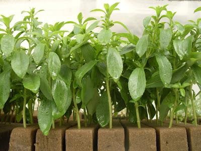 Stevia termesztés, tenyésztés, gondozás, használata