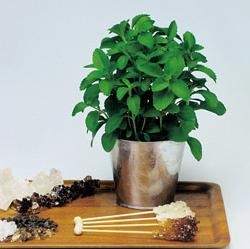 Stevia termesztés, tenyésztés, gondozás, használata