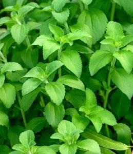 Stevia termesztés, tenyésztés, gondozás, használata