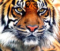 Vers a tigris, tigris