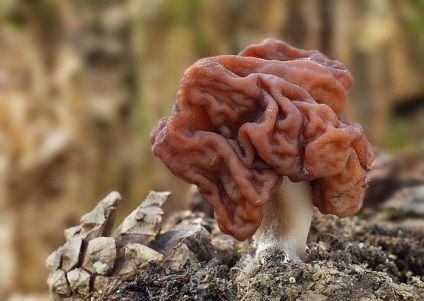 Gyromitra rendes ehető-e vagy sem, a leírás