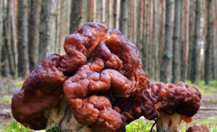 Gyromitra rendes ehető-e vagy sem, a leírás