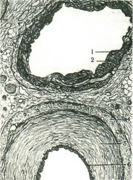 A szerkezet az érfal, Cardioangiology emberi anatómia