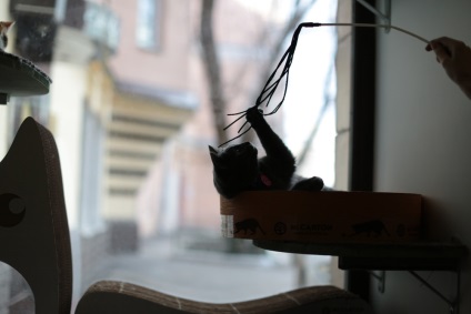 Leves egy macska első macska kávézó Moszkva - Hírek képekben