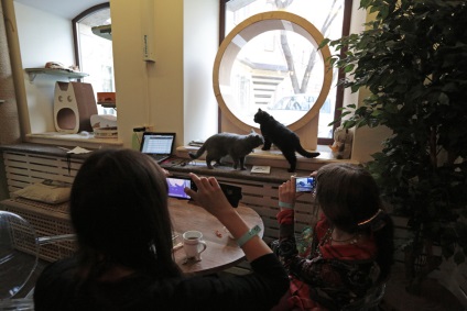 Leves egy macska első macska kávézó Moszkva - Hírek képekben