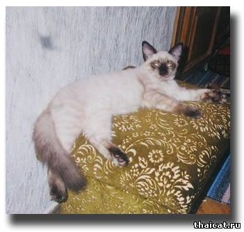 Thai macskák és kiscicák 1 () Thai macskák és kiscicák 1