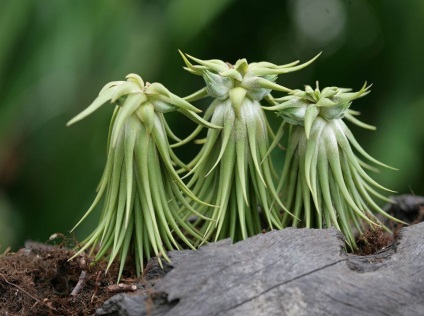 Tillandsia fotók és fajok termesztése és otthoni gondozást