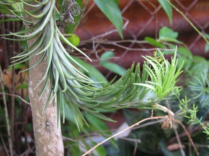 Tillandsia fotók és fajok termesztése és otthoni gondozást